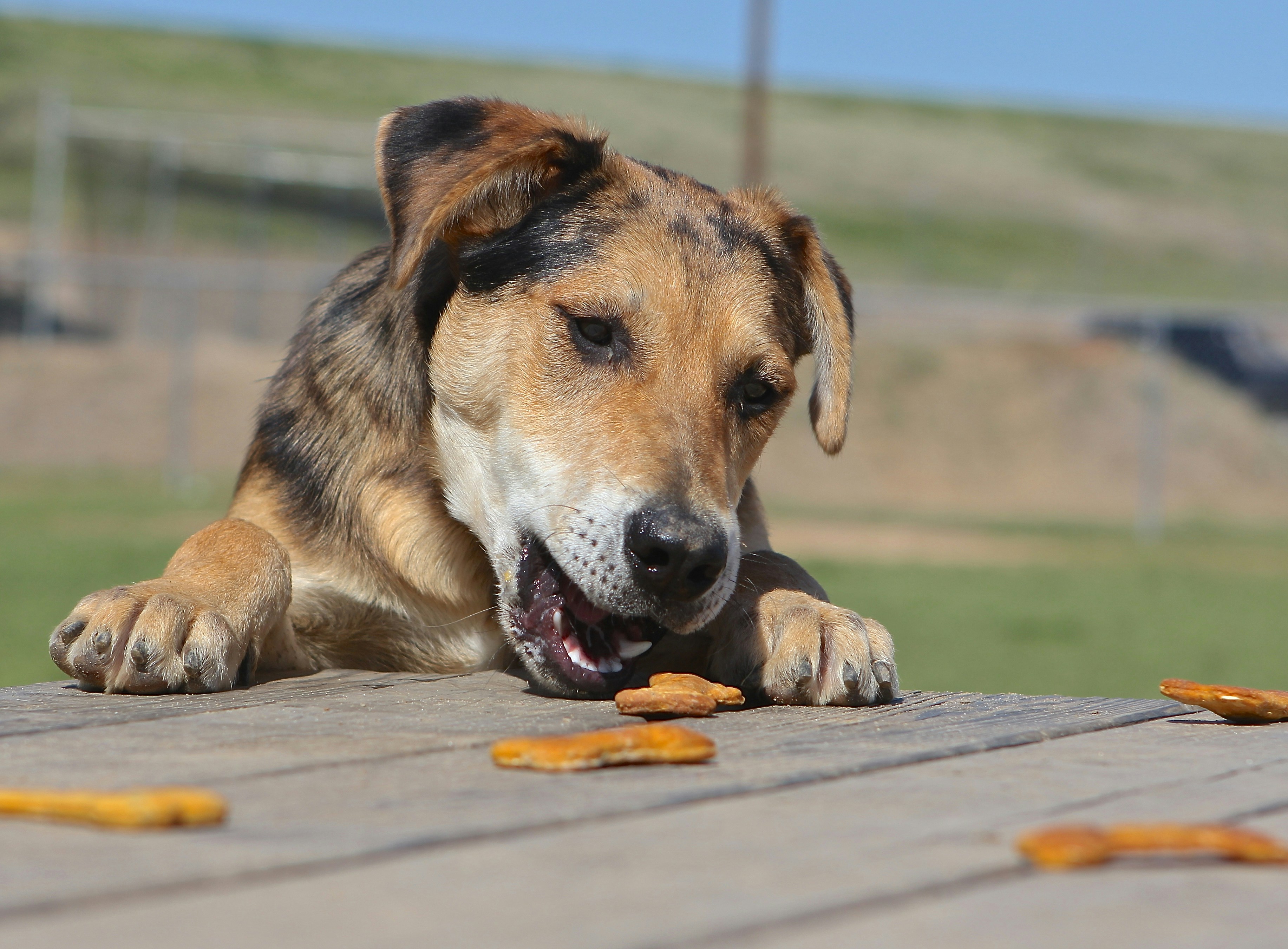 Natural Dog Treats Selection