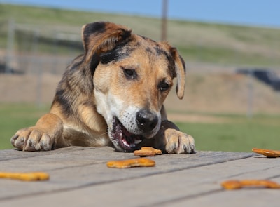 A dog with a brown and black coat is leaning on a wooden surface, eagerly trying to reach several dog treats scattered in front of it. The background features a grassy area with blurred details.