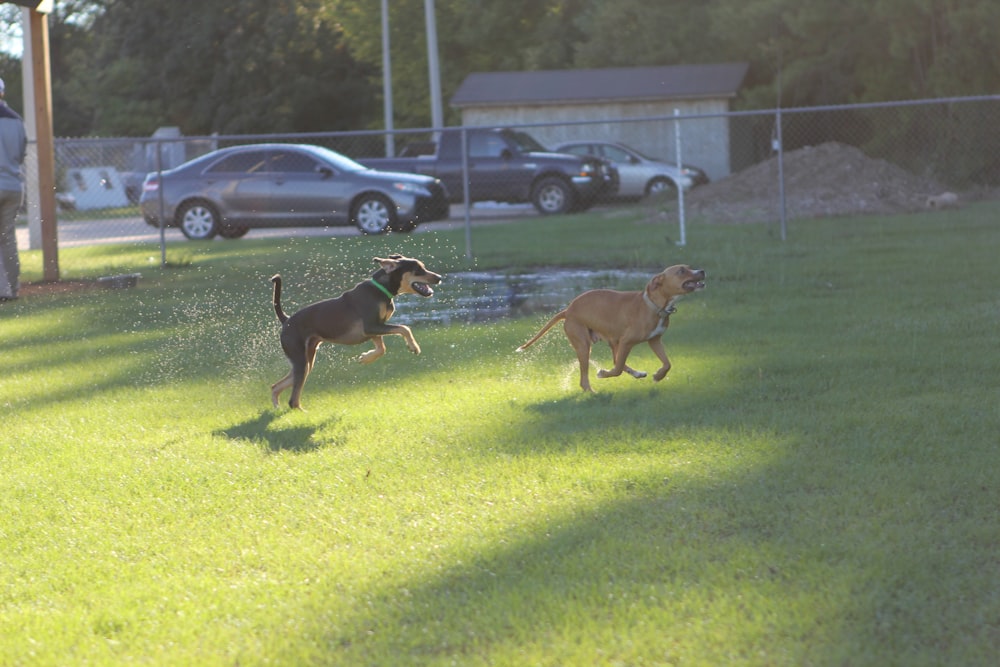 a couple of dogs running across a lush green field