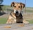 Close-up of a dog happily eating a homemade treat outdoors.