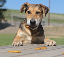 A dog is leaning on a wooden surface with its front paws and mouth open, capturing a treat mid-air. The background consists of a blurred outdoor setting with green grass and a clear blue sky.