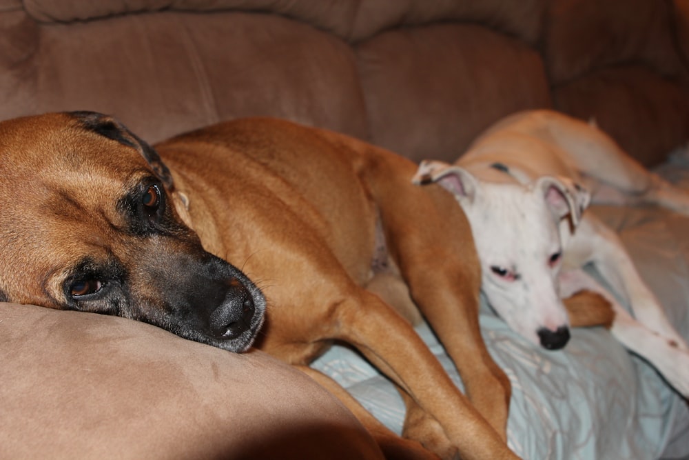 a couple of dogs laying on top of a couch