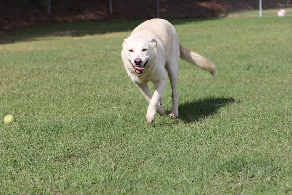 a white dog running across a lush green field