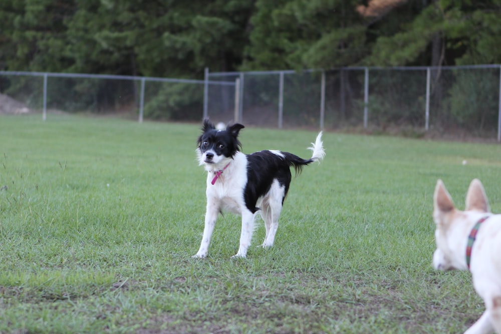 two small dogs are playing in the grass