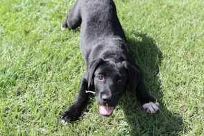 a black dog laying on top of a lush green field