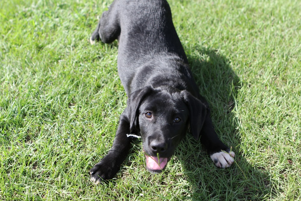 a black dog laying on top of a lush green field