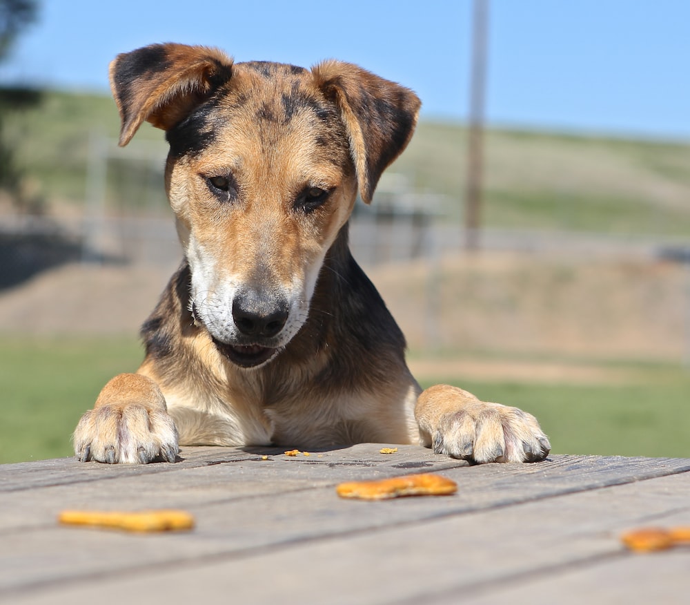 a brown and black dog laying on top of a wooden table