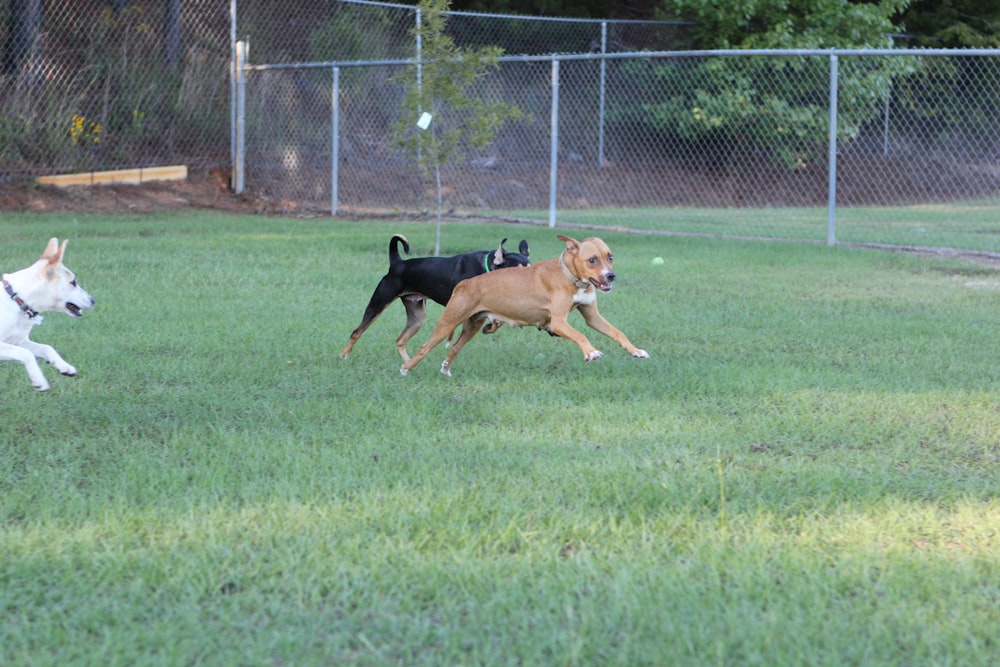 a couple of dogs running across a lush green field