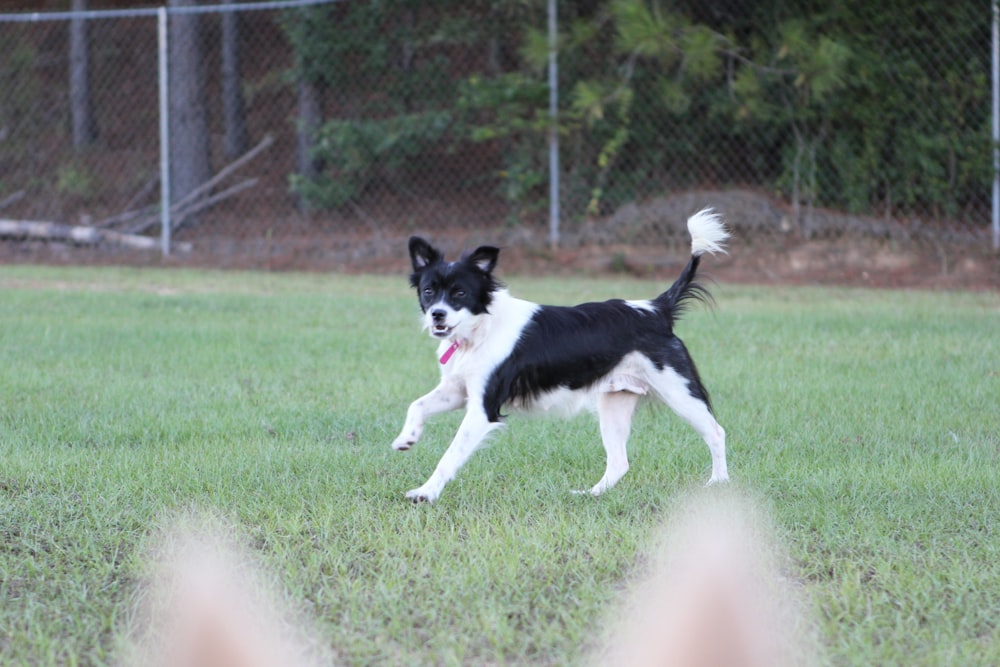 a black and white dog running across a field