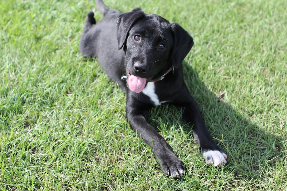 a black dog laying on top of a lush green field