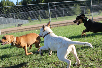 A group of playful dogs enjoying a run in a green, fenced yard.