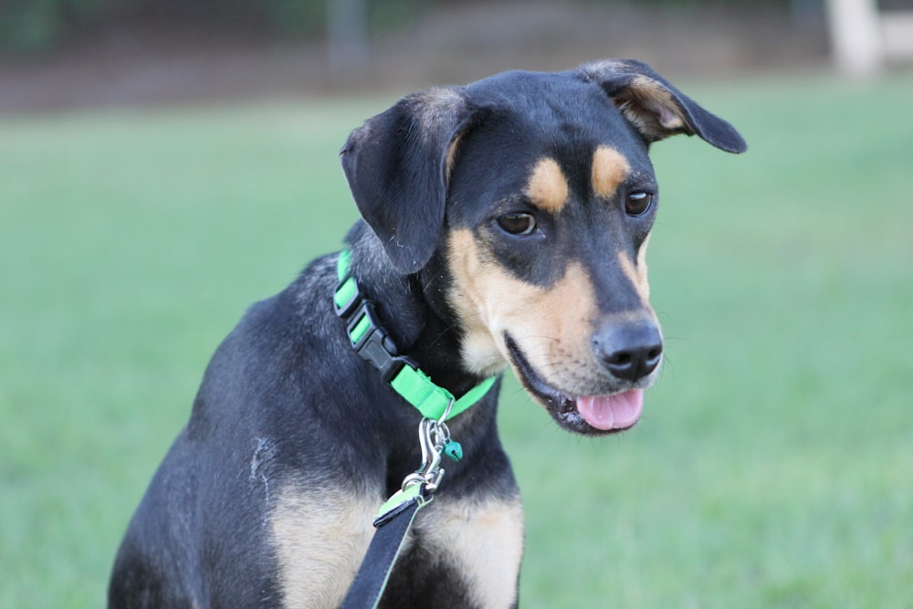 a close up of a dog on a leash in a field