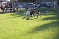 A group of doodles of various breeds happily playing together in a grassy field.