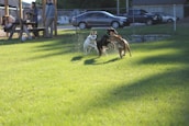 a group of dogs playing in the grass