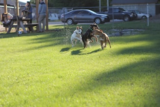 Three dogs joyfully run through a grassy field, with water droplets flying around them. In the background, people are seated at a picnic table, possibly watching the dogs play. Cars are parked along a fenced area, and a couple of people are standing nearby.