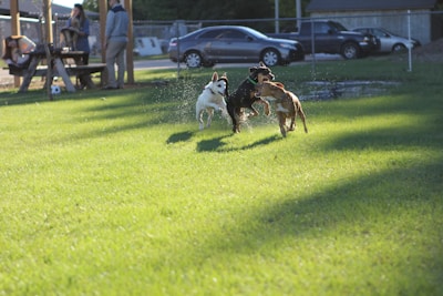 Dogs running together on a grassy field during a club event