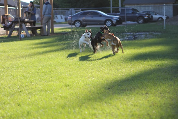 Three dogs joyfully run through a grassy field, with water droplets flying around them. In the background, people are seated at a picnic table, possibly watching the dogs play. Cars are parked along a fenced area, and a couple of people are standing nearby.
