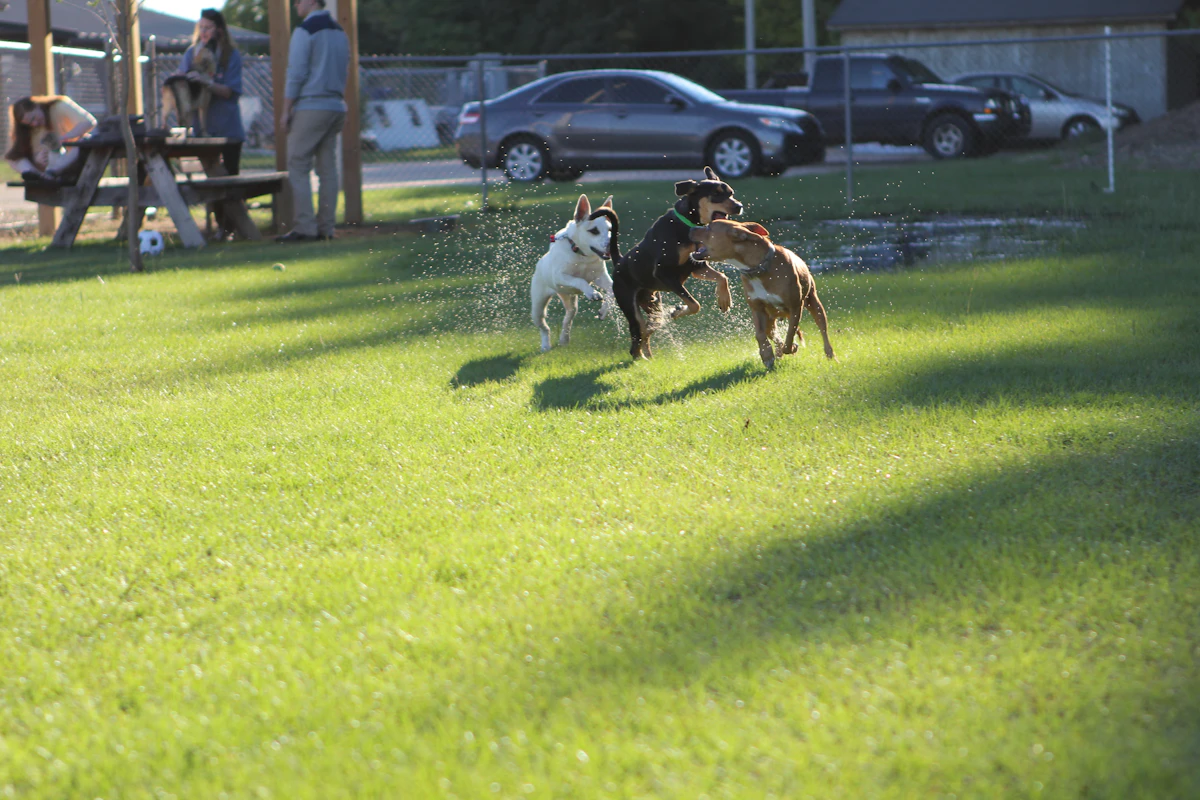A group of dogs playing together outdoors during supervised day care