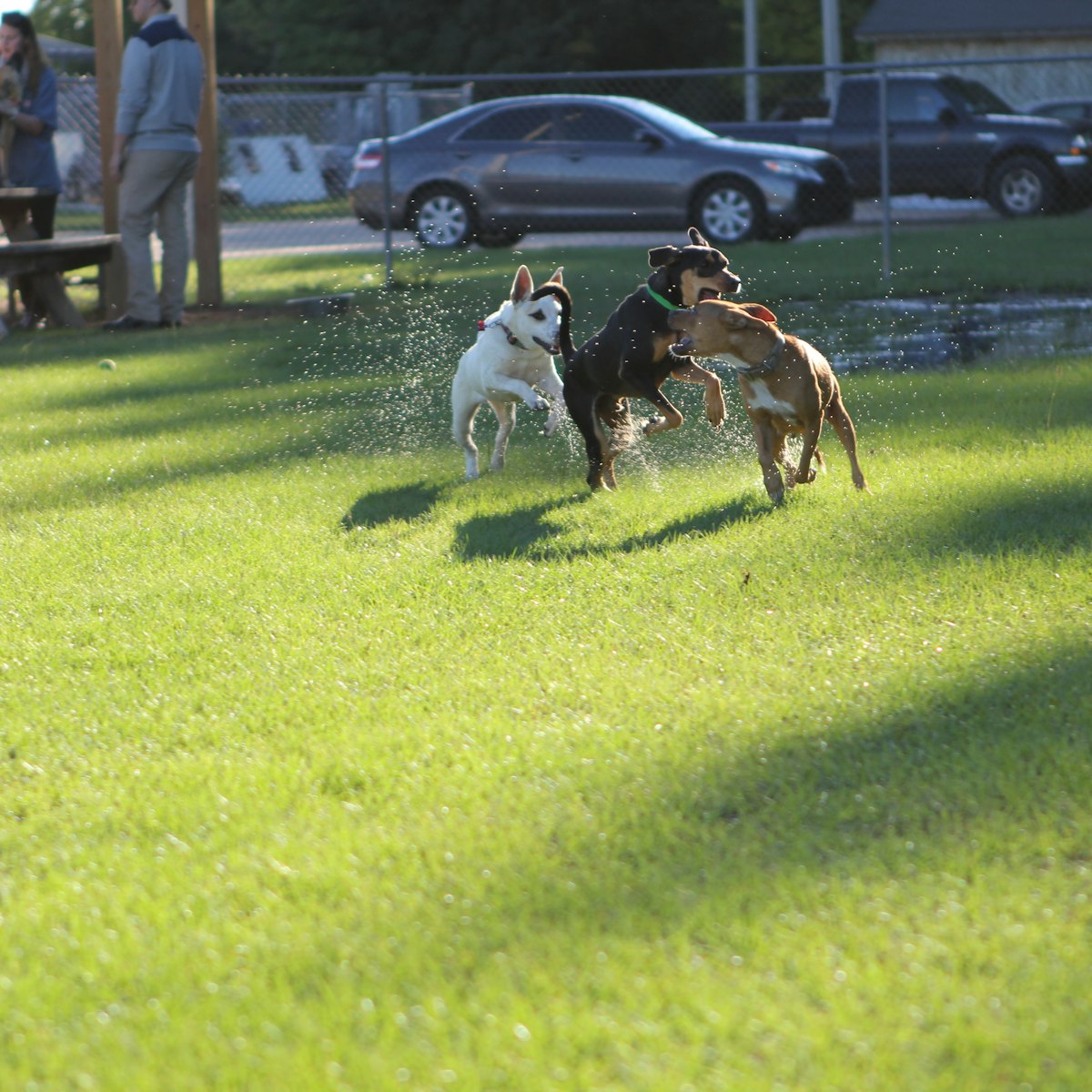 Dogs playing on the grass inside the fenced off-leash park.