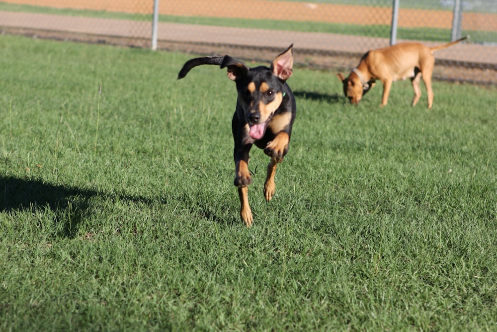 a couple of dogs running across a lush green field