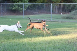 a couple of dogs running across a lush green field
