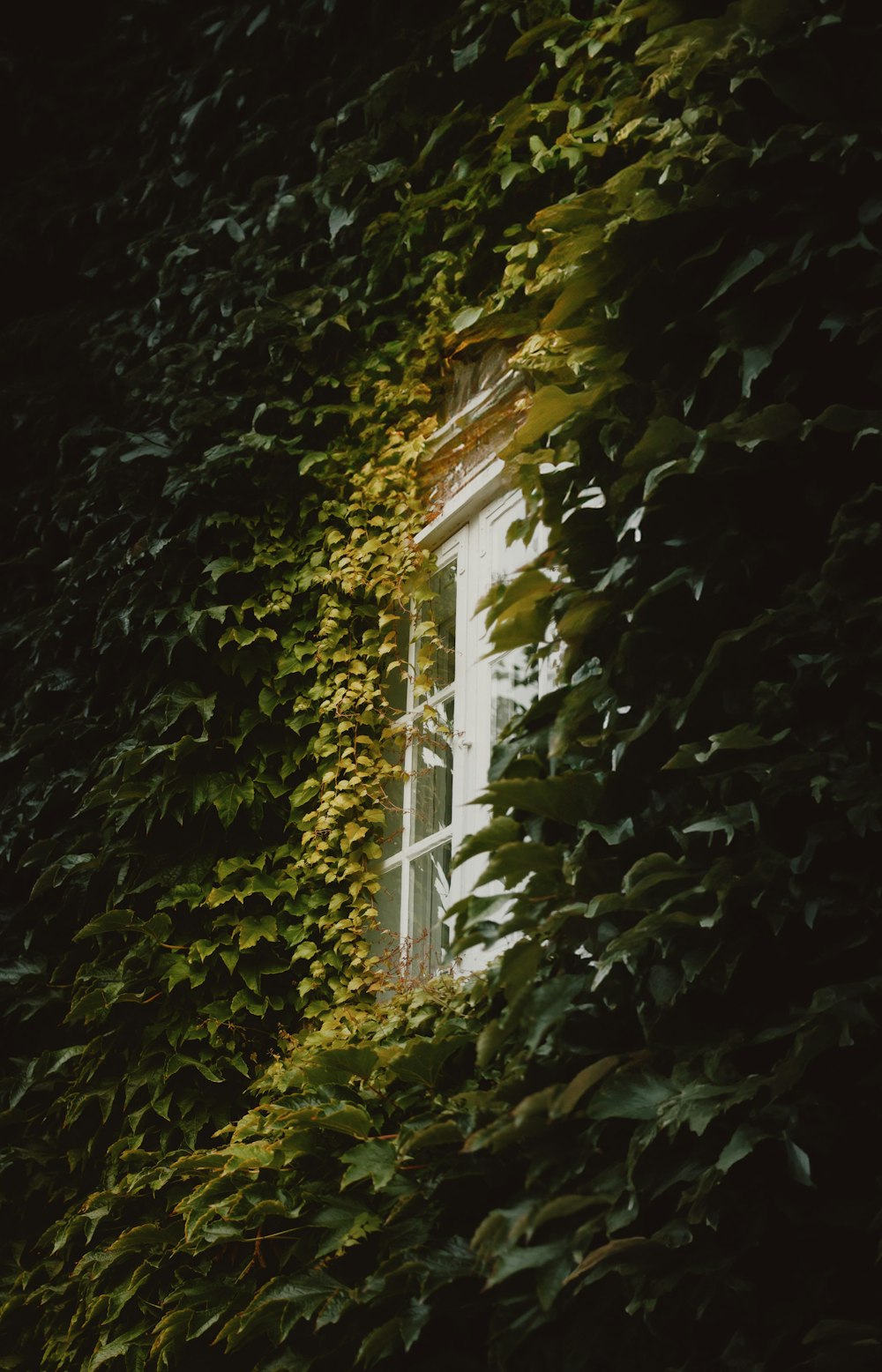 una finestra circondata da foglie verdi in una stanza buia