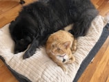 A large black dog and an orange tabby cat are lying together on a cushioned bed on a wooden floor. The dog is resting its head, while the cat is sitting alert with a collar around its neck.