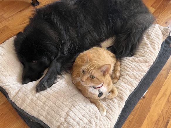 A large black dog and an orange tabby cat are lying together on a cushioned bed on a wooden floor. The dog is resting its head, while the cat is sitting alert with a collar around its neck.