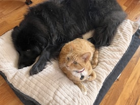 A large black dog and an orange tabby cat are lying together on a cushioned bed on a wooden floor. The dog is resting its head, while the cat is sitting alert with a collar around its neck.