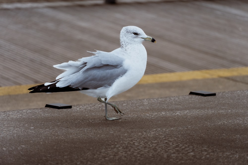 a white and black bird walking on the ground