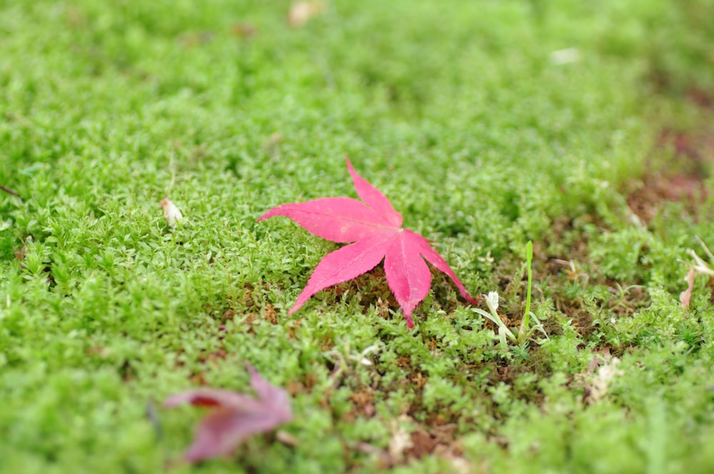 a single red leaf on a green mossy surface