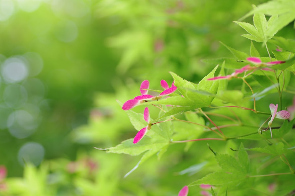 a close up of a plant with pink flowers