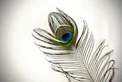 a close up of a peacock feather on a white background