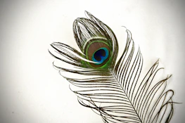 a close up of a peacock feather on a white background