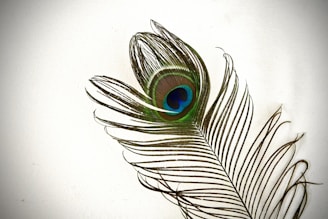 a close up of a peacock feather on a white background