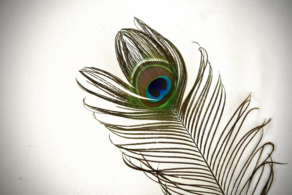 a close up of a peacock feather on a white background