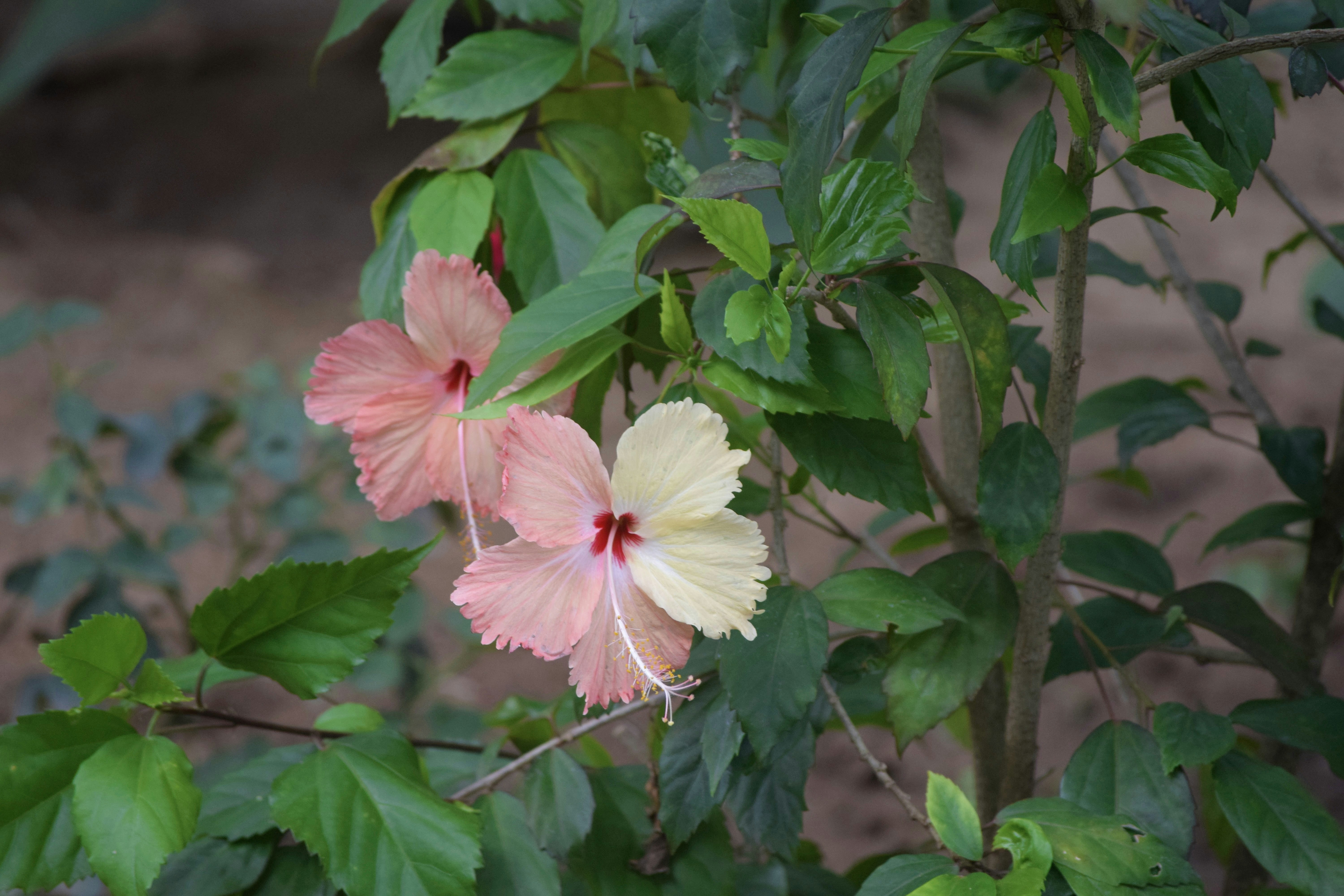 a pink and white flower with green leaves