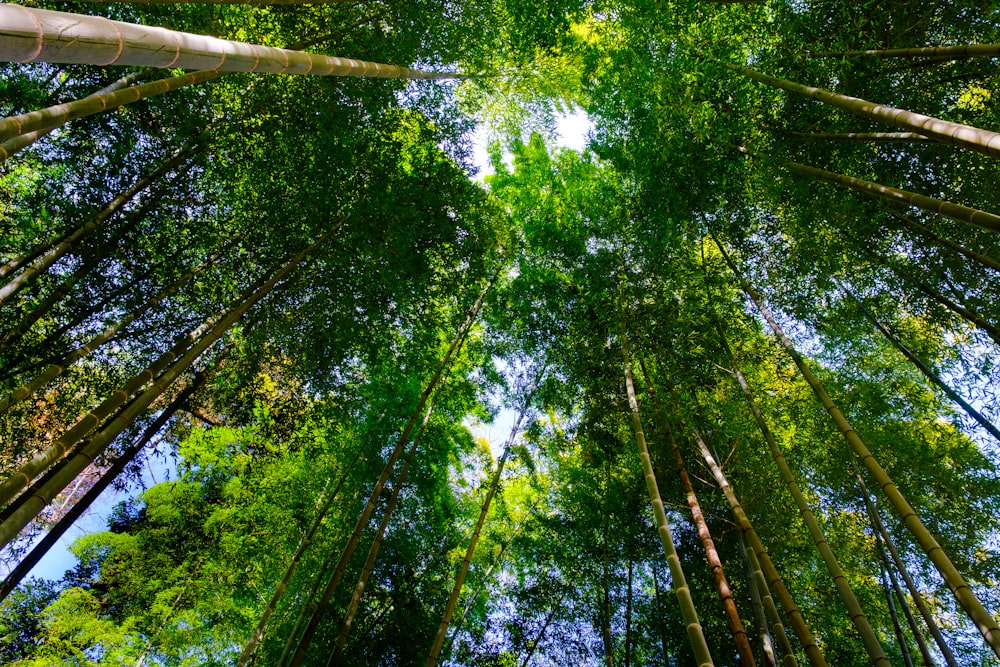 a group of tall trees in a forest