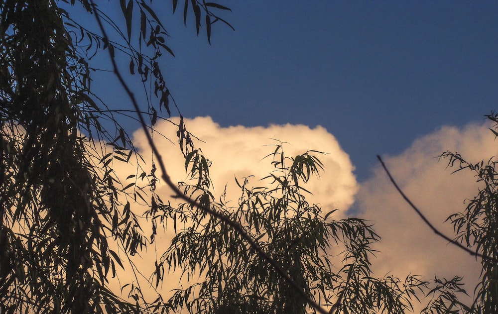 a view of the sky through the branches of a tree