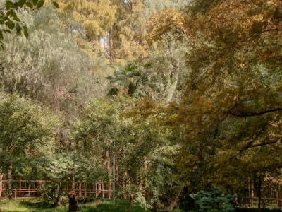 Dense forest area with sunlight filtering through the trees.