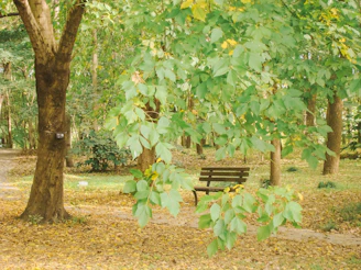 A peaceful park bench under a tree with yellow leaves, inviting connection.