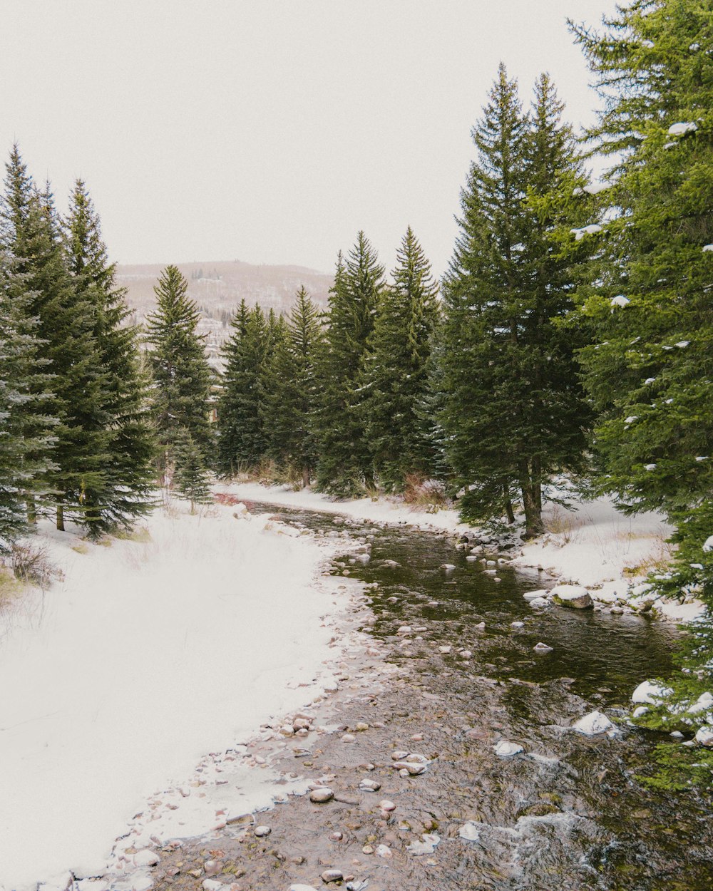 a stream running through a snow covered forest