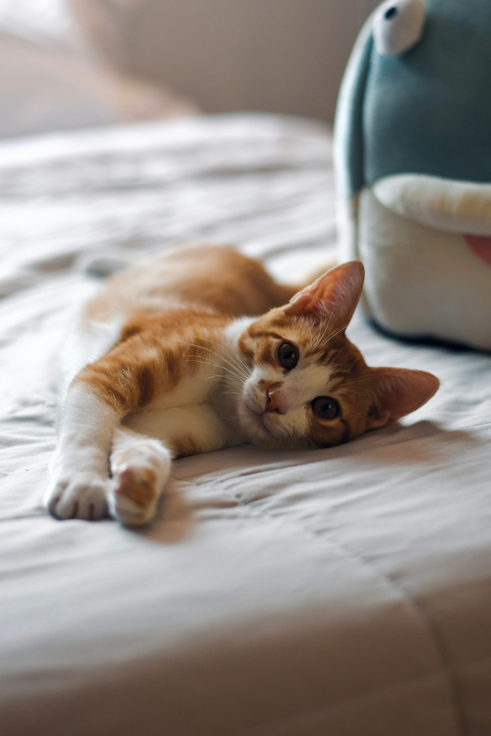 an orange and white cat laying on top of a bed