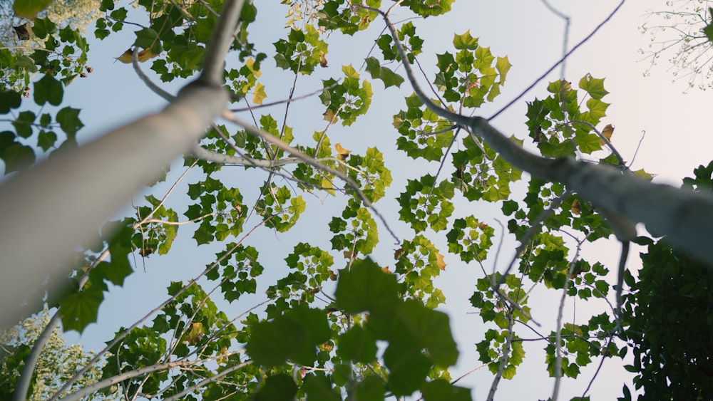 looking up at the leaves and branches of a tree