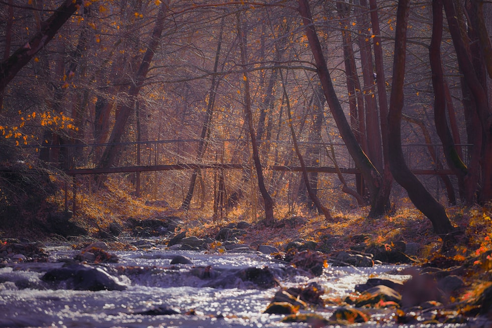 a stream running through a forest filled with lots of trees