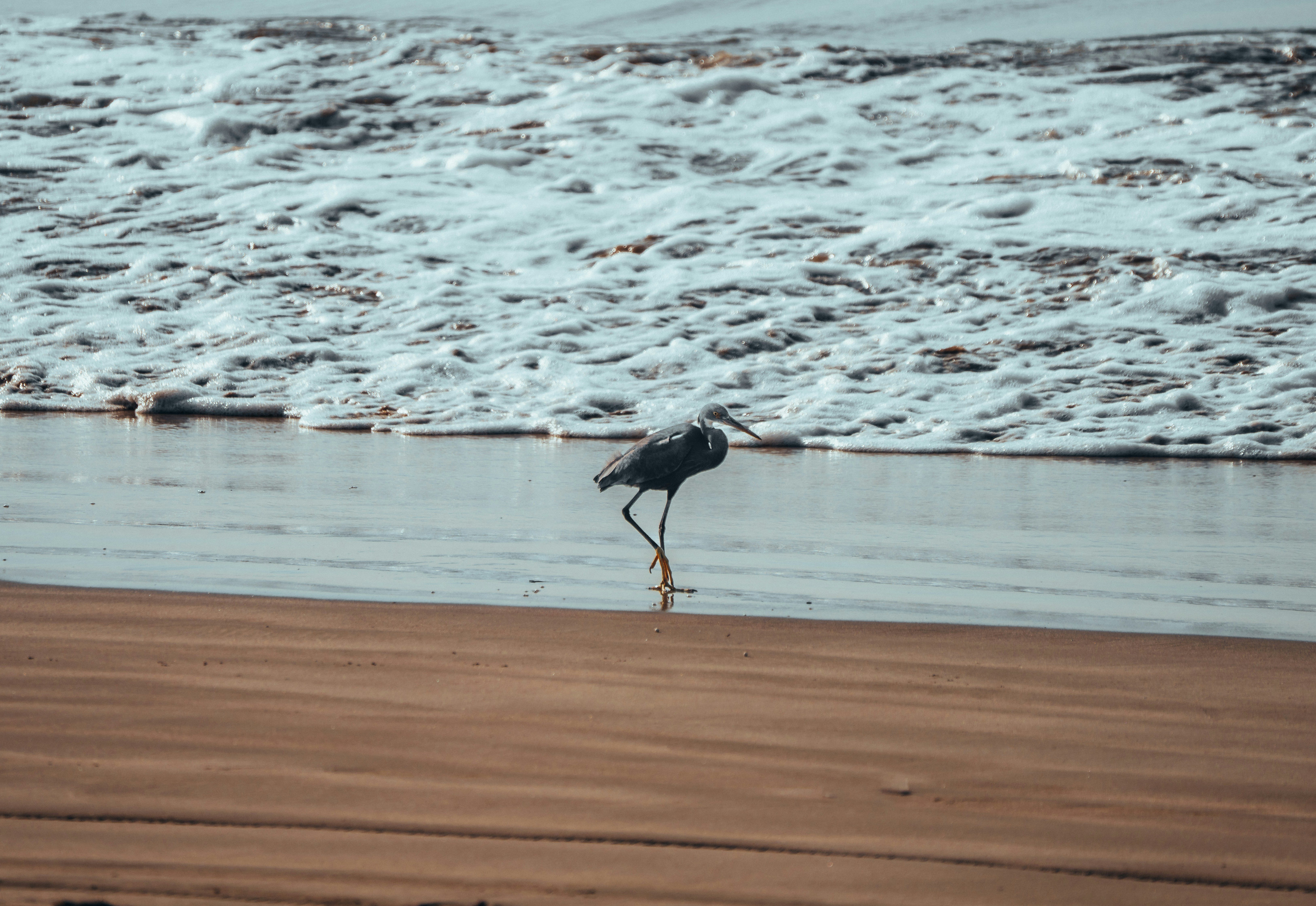 a bird standing on a beach next to the ocean, Dancing Black Bird on the Sandy Beach: A Captivating Display