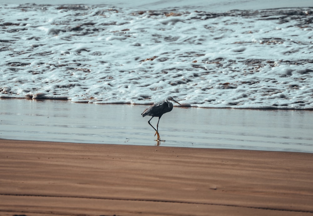 ein Vogel, der an einem Strand neben dem Meer steht