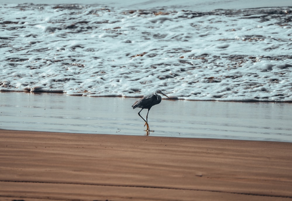 a bird standing on a beach next to the ocean