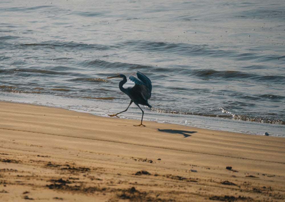 Ein Vogel geht am Strand in der Nähe des Wassers spazieren