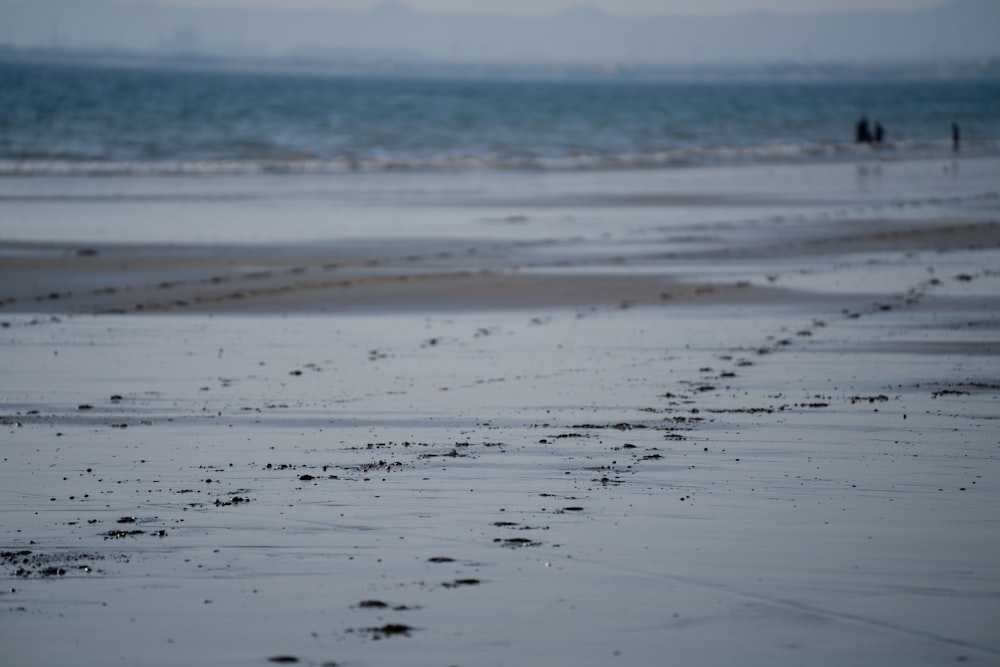 모래에 발자국이 있는 젖은 해변